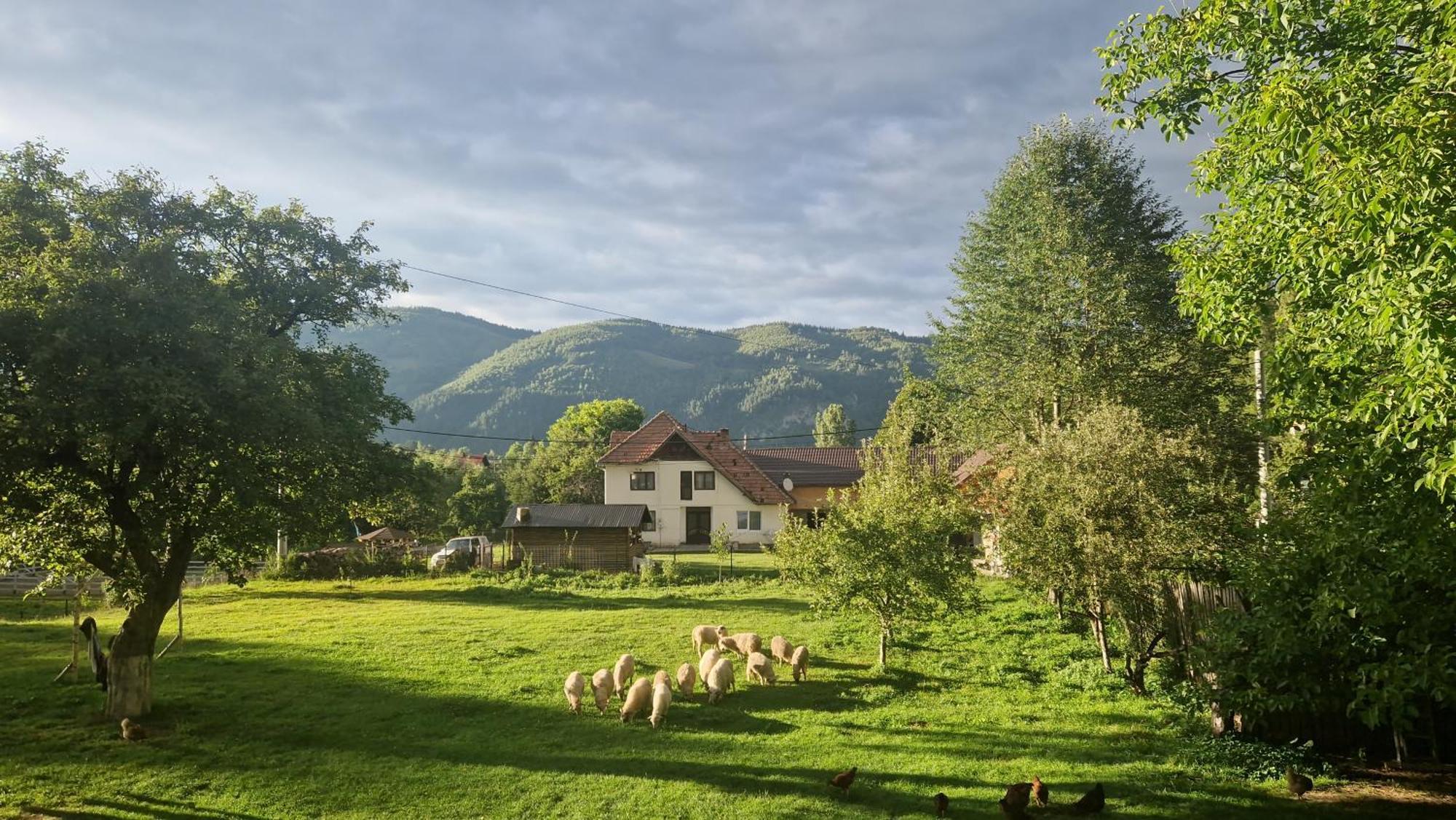 Vila Casa Dorina Bran  Exteriér fotografie